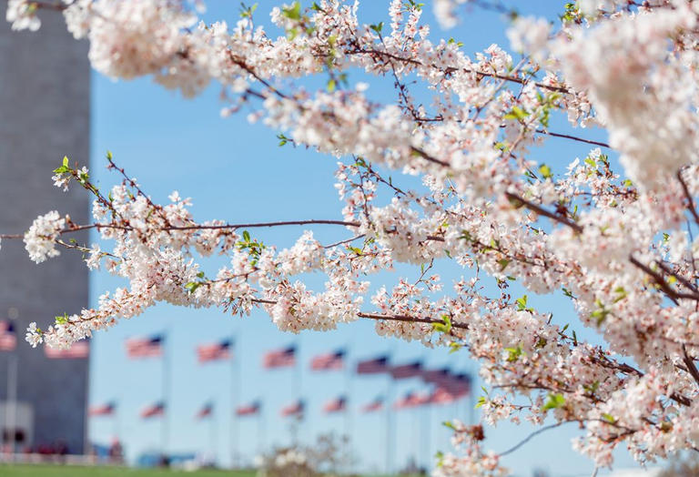 أزهار الكرز في واشنطن