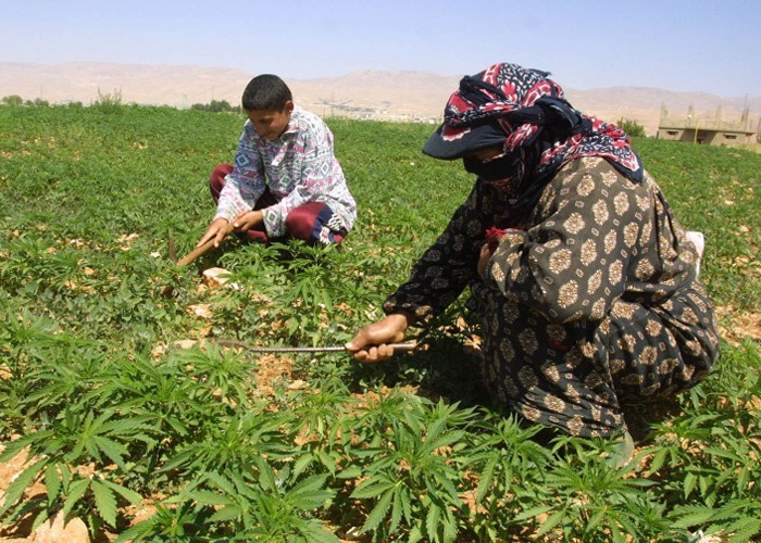 زراعة الحشيش في لبنان