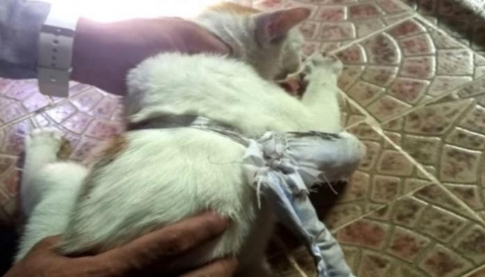 قط يستخدم في تهريب المخدرات بسجون بنما