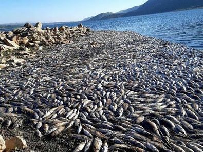 وزارة التجارة تحذر من دخول 40 طناً من الأسماك اللبنانية النافقة إلى الأسواق المحلية