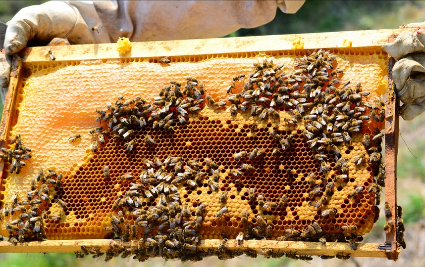 النحل في اللاذقية