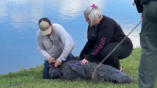 في فلوريدا.. تمساح يسحب امرأة مسنة عن الشاطئ ويلتهمها