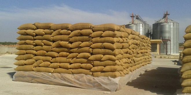 “السورية للحبوب” تعلن عن عقود لتأمين مادة القمح الطري الخبزي في البلاد